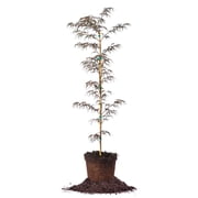 Perfect Plants Orangeola Japanese Maple Tree 3 Gallon