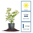 thumbnail image 1 of Perfect Plants Ouachita Blackberry 3 Gallon, 1 of 6