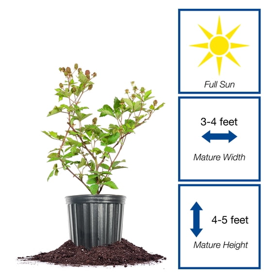 Perfect Plants Ouachita Blackberry 3 Gallon