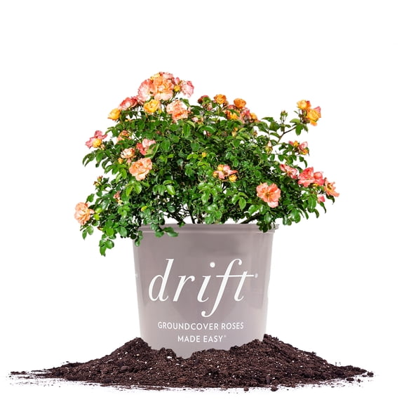 Perfect Plants Peach Drift Rose 3 Gallon