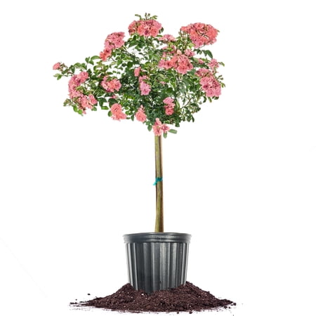 Perfect Plants Peach Drift® Rose Tree 5 Gallon