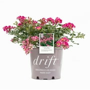 Perfect Plants Pink Drift  Rose 3 Gallon