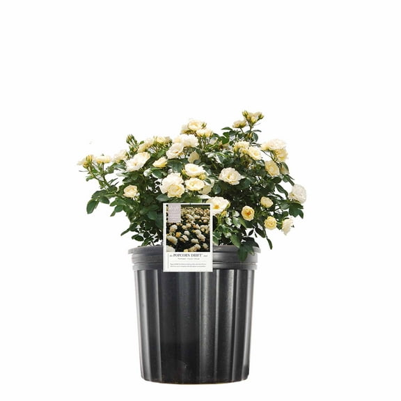 Perfect Plants Popcorn Drift Rose 1 Gallon