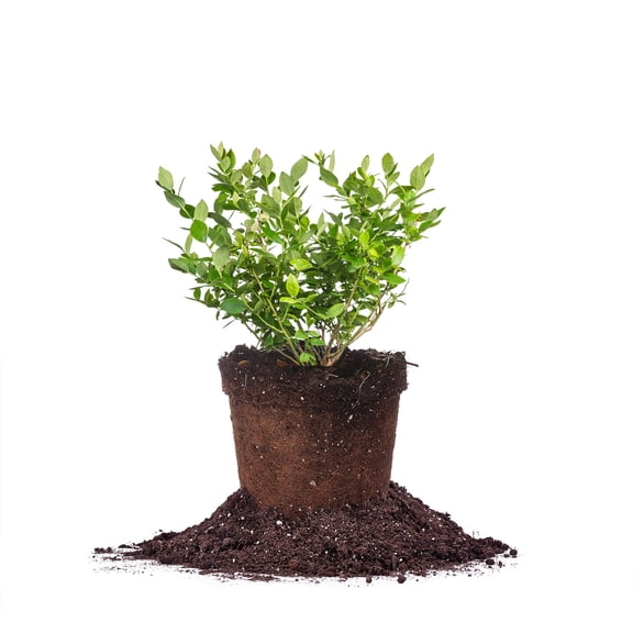 Perfect Plants Rebel Blueberry 1 Gallon