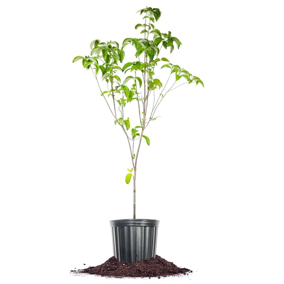 Perfect Plants Red Dogwood Tree 5 Gallon