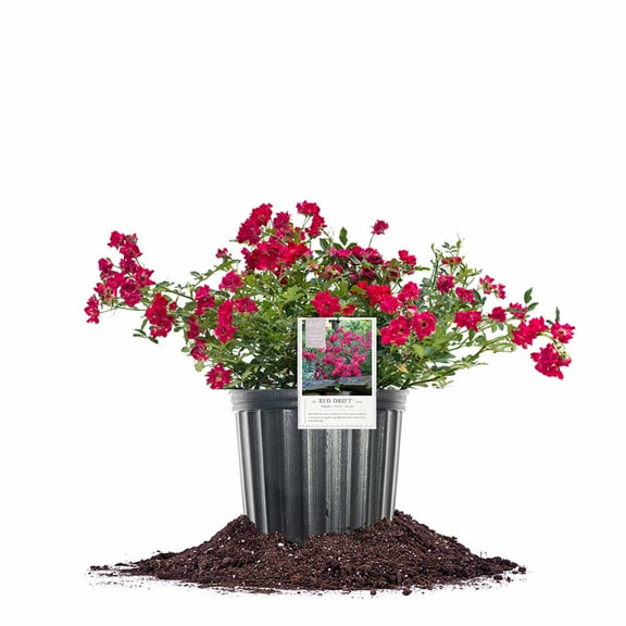 Perfect Plants Red Drift Rose 1 Gallon