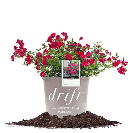 Perfect Plants Red Drift® Rose 3 Gallon