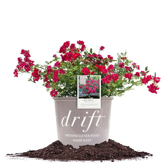Perfect Plants Red Drift Rose 3 Gallon