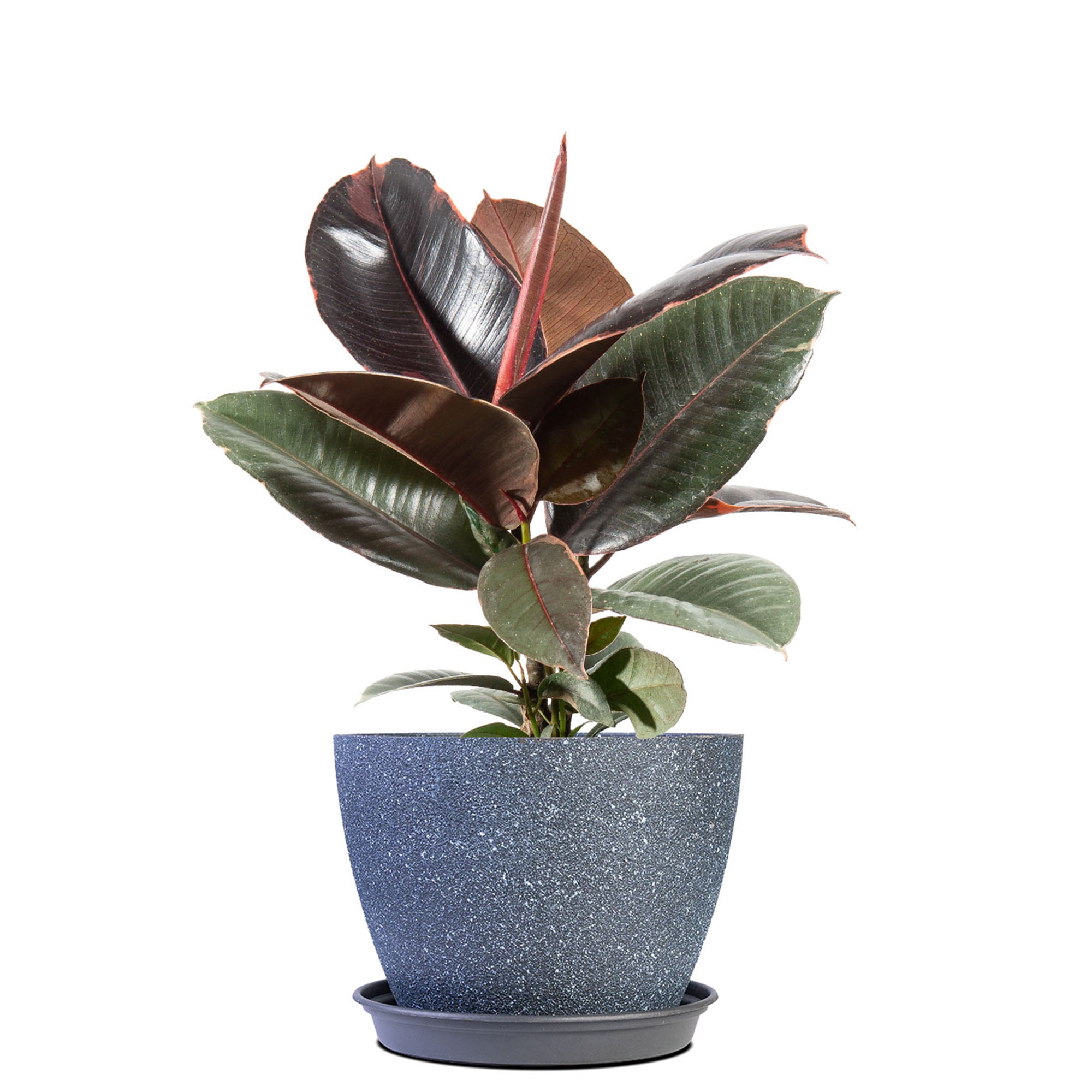 Perfect Plants Rubber Plant 'Ruby'