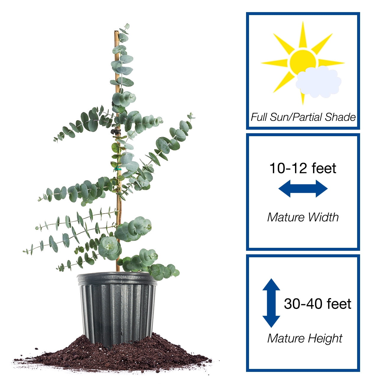 Perfect Plants Silver Dollar Eucalyptus 3 Gallon