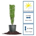 thumbnail image 1 of Perfect Plants Sky Pencil Holly 7 Gallon, 1 of 8