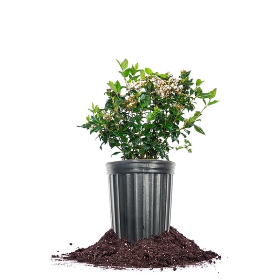 Perfect Plants Spring Bouquet Viburnum 1 Gallon