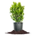 thumbnail image 1 of Perfect Plants Sprinter Boxwood 3 Gallon, 1 of 9