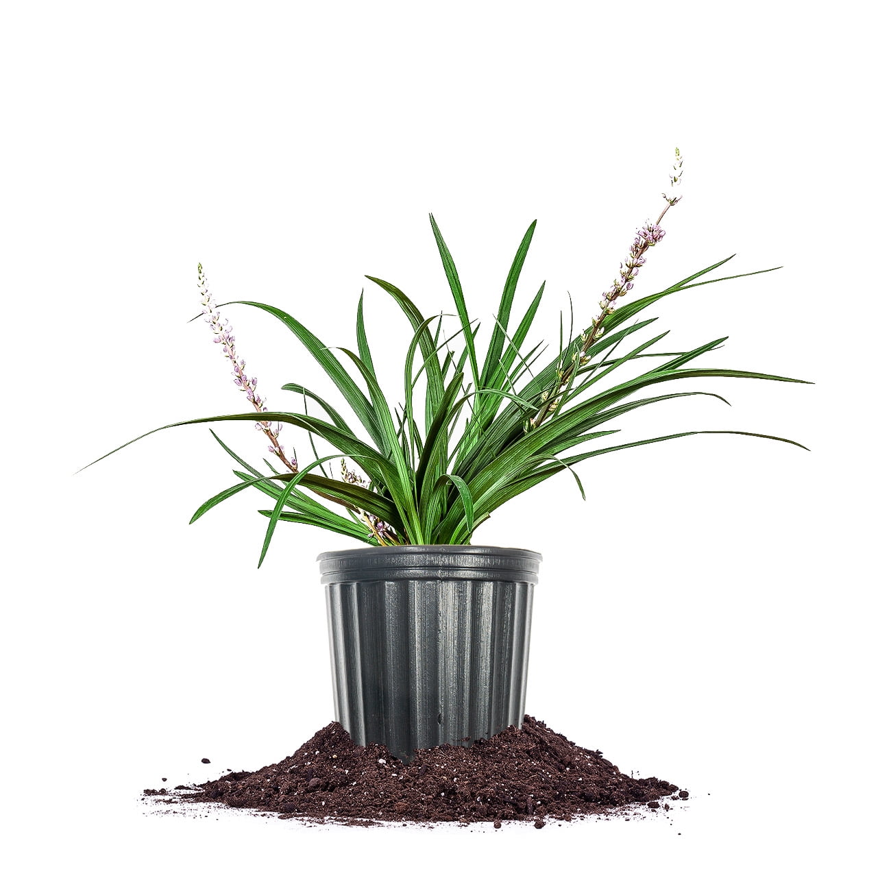 Perfect Plants Super Blue Liriope 1 Gallon