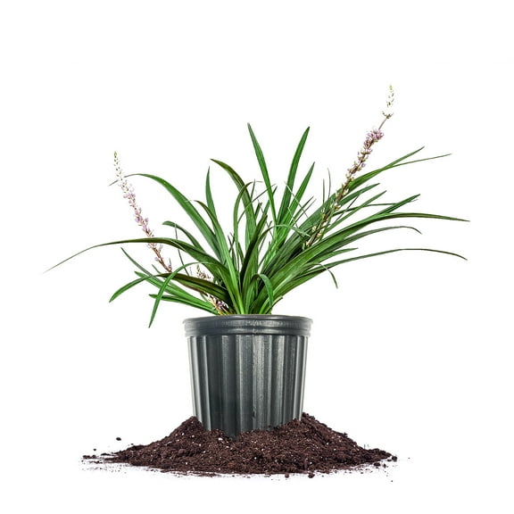Perfect Plants Super Blue Liriope 1 Gallon