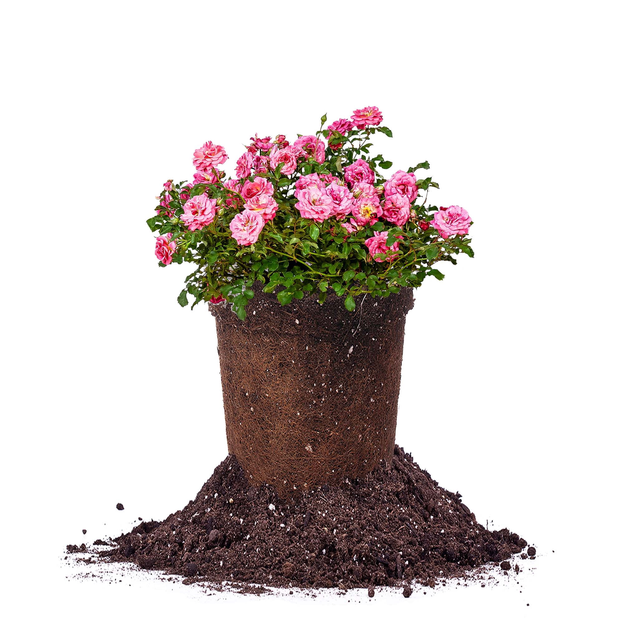 Perfect Plants Sweet Drift® Rose 1 Gallon - Walmart.com
