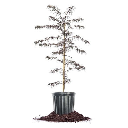 Perfect Plants Tamukeyama Japanese Maple 3 Gallon