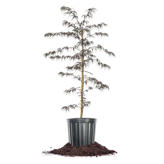 Perfect Plants Tamukeyama Japanese Maple 3 Gallon