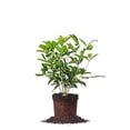 thumbnail image 1 of Perfect Plants Tea Olive Live Plant, 1 gallon, Includes Care Guide, 1 of 5