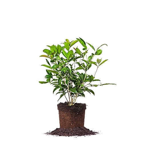 Perfect Plants Tea Olive Live Plant, 1 gallon, Includes Care Guide