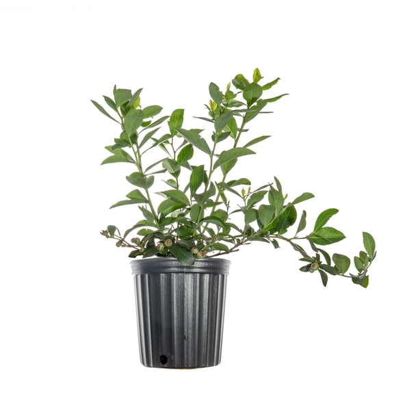 Perfect Plants Tifblue Blueberry Bush in 1 Gallon Nursery Pot, abundant delicious Blueberries