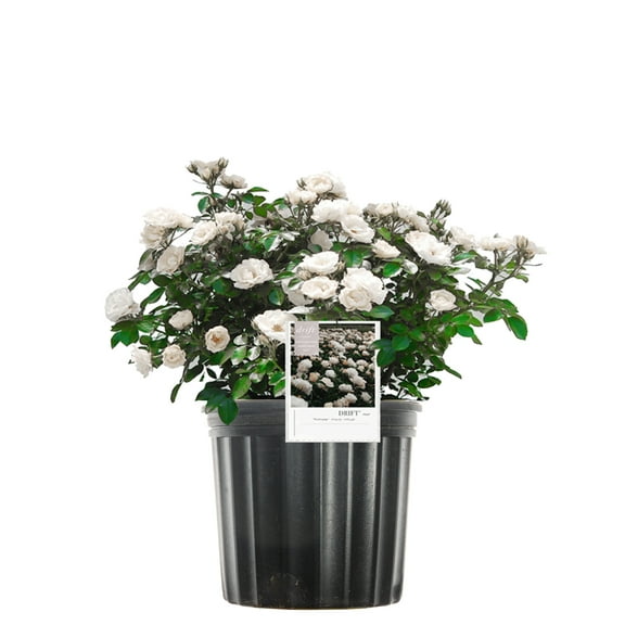 Perfect Plants White Drift Rose 1 Gallon