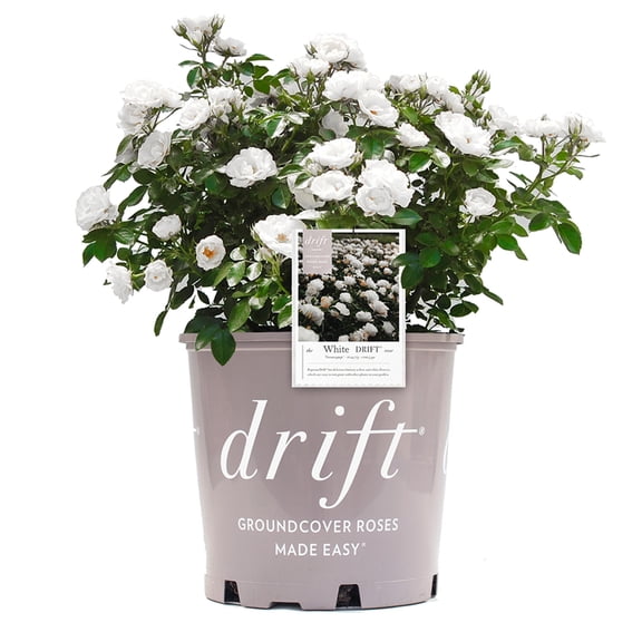 Perfect Plants White Drift Rose 3 Gallon