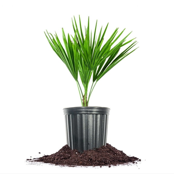 Perfect Plants Windmill Palm 1 Gallon