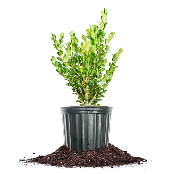 Perfect Plants Winter Gem Boxwood 1 Gallon