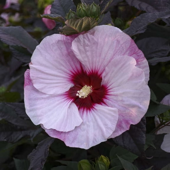 Perfect Storm Hibiscus