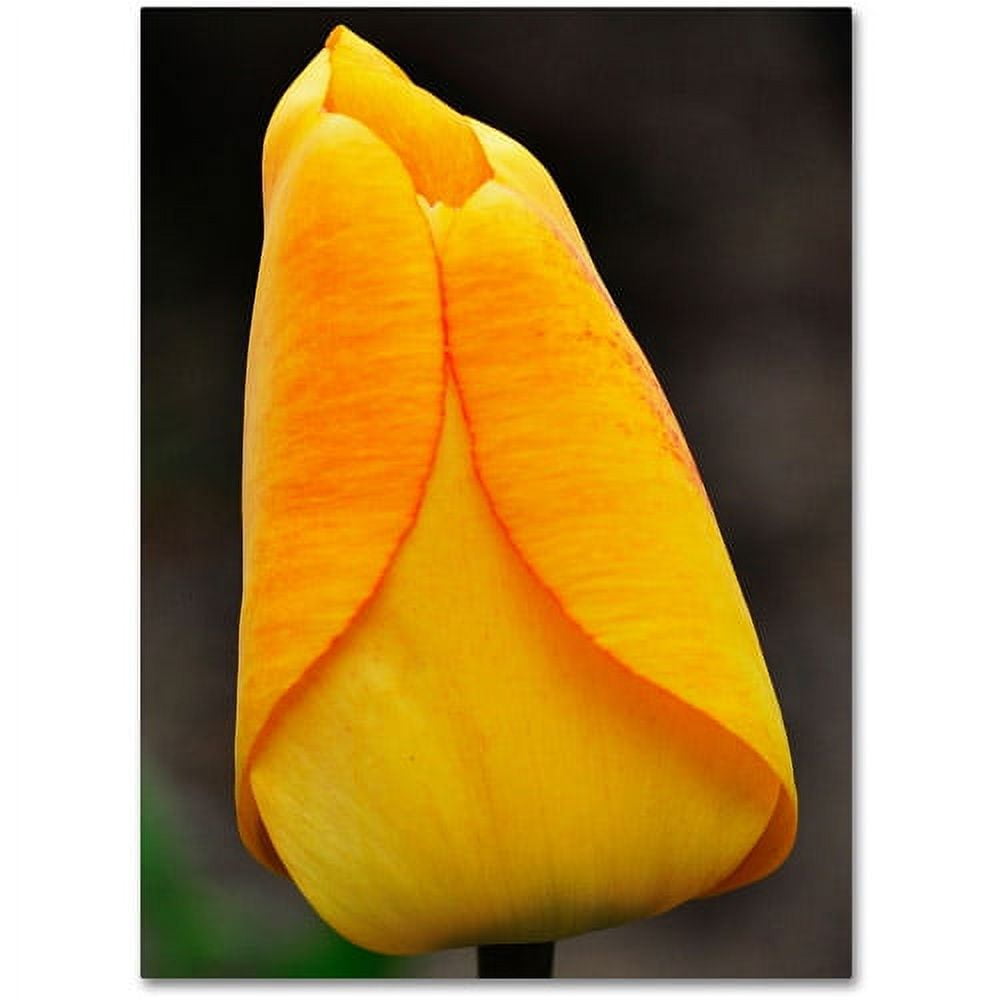 "Perfect Yellow Tulip" Canvas Wall Art by Kurt Shaffer