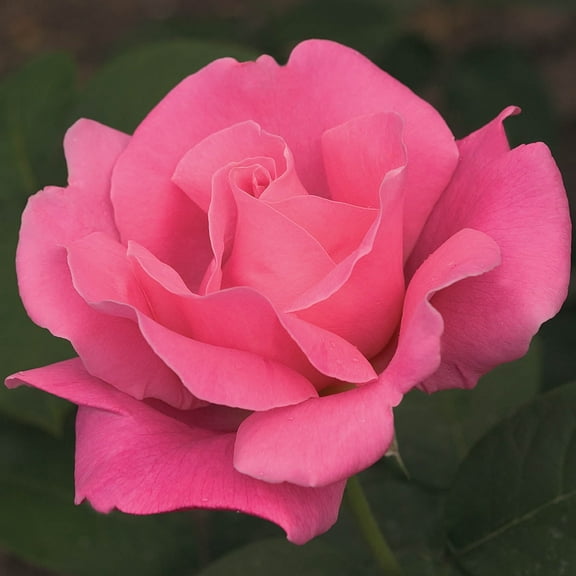 Perfume Delight Dormant Bare Root Hybrid Tea Rose, Includes one dormant plant per order