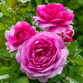 Perfume Factory Hybrid Tea Rose, 3 Gallon Potted Potted Flowering Plant (1-Pack)