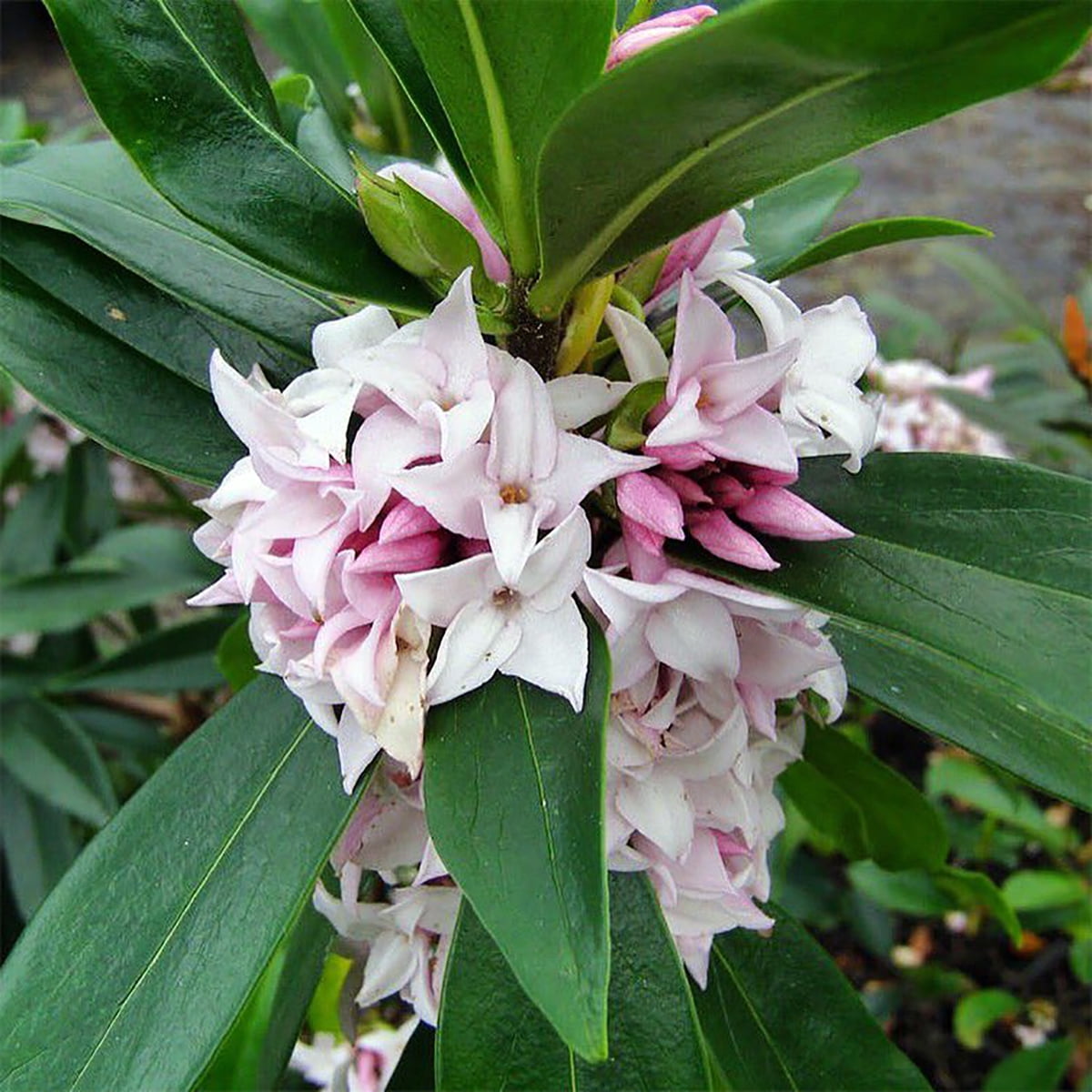 Perfume Princess™ Daphne - Sweet Fragrance - Quart Pot