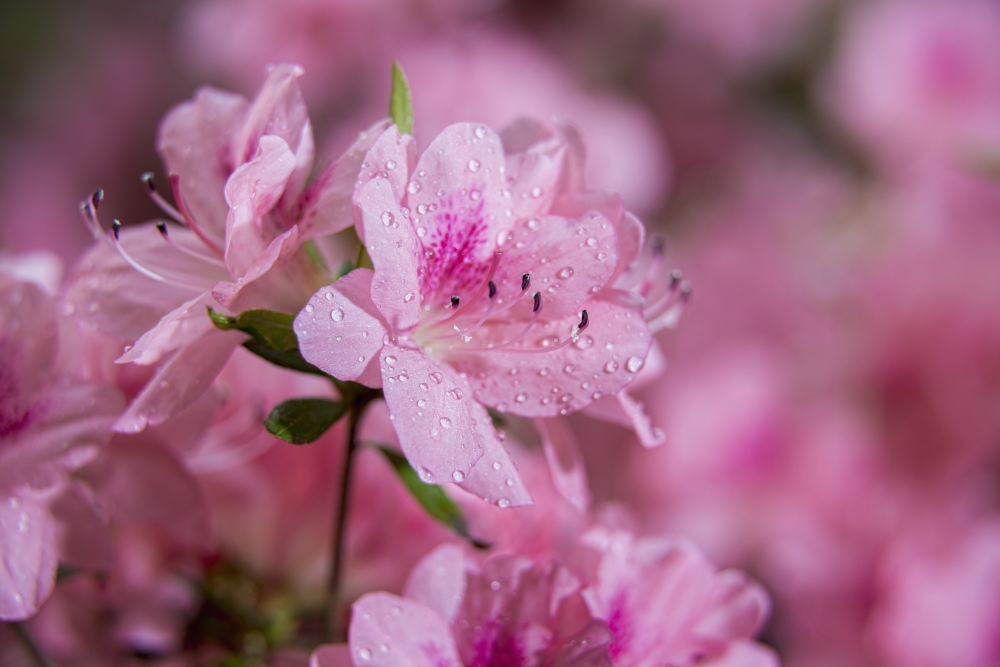 Pericat hybrid azaleas (Mrs Fisher) Rhododendron (Ericaceae) New York Botanical Garden New York City New York United States of America Canvas Art - F M Kearney Design Pics (19 x 12)
