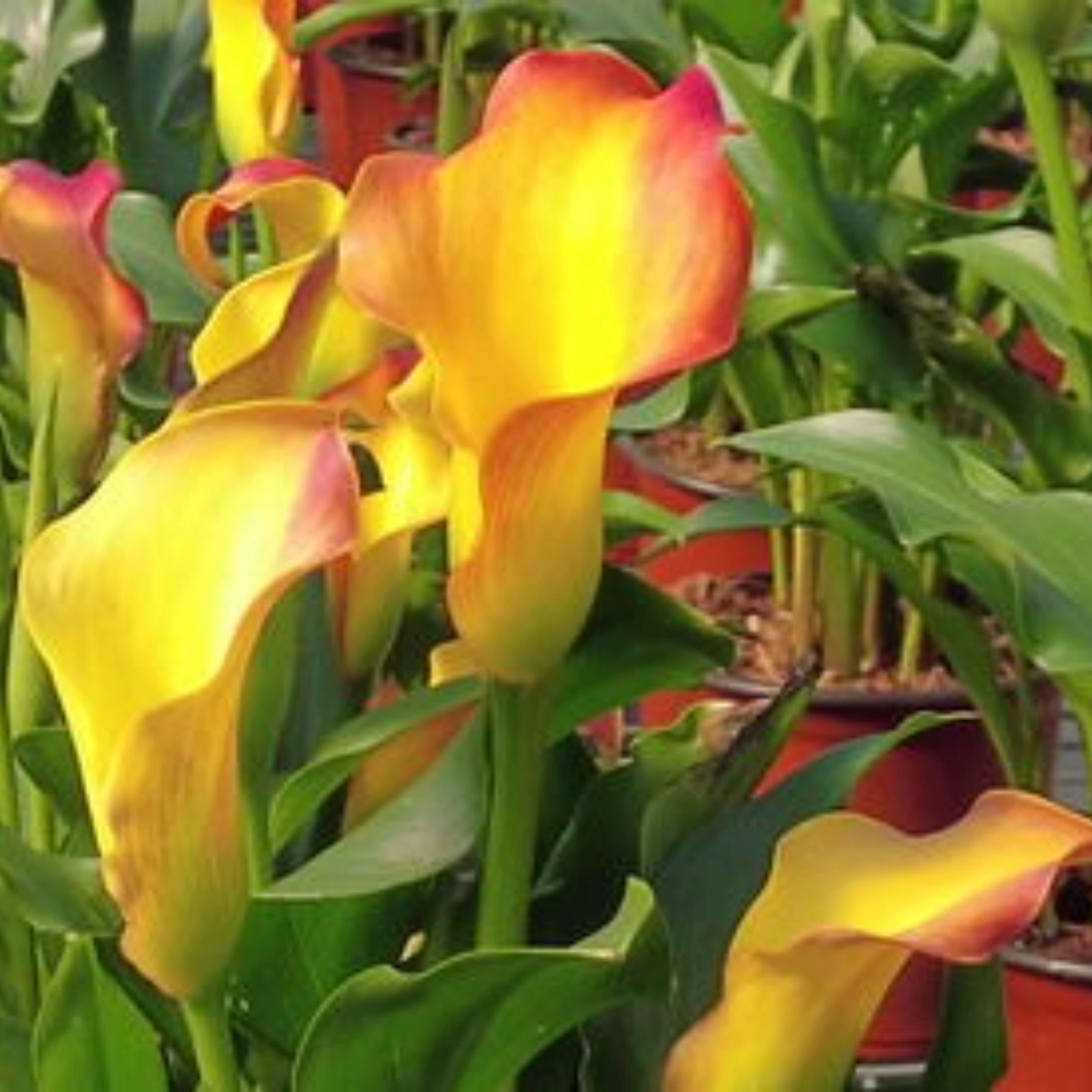 Perinnial Calla Lily Bulbs,for Fall Planting,Live for Garden&Home