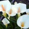 Perinnial Calla Lily Bulbs,for Fall Planting,Live for Garden&Home