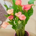 Perinnial Calla Lily Bulbs,for Fall Planting,Live for Garden&Home