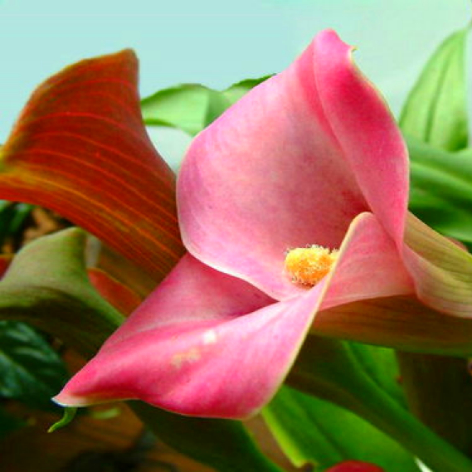 Perinnial Calla Lily Bulbs,for Fall Planting,Live for Garden&Home