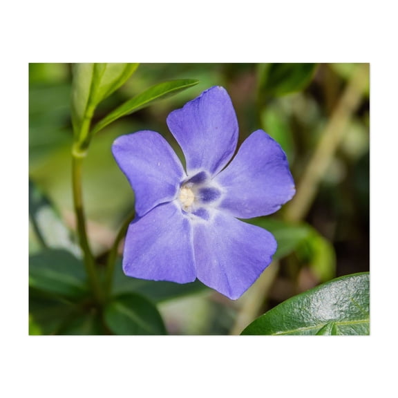 Periwinkle Bloom in the Afternoon Sun - Pennsylvania Photography Flowers Floral Nature Botanical Garden Scenic Summer Unframed Wall Art Print 24 x 30 inches