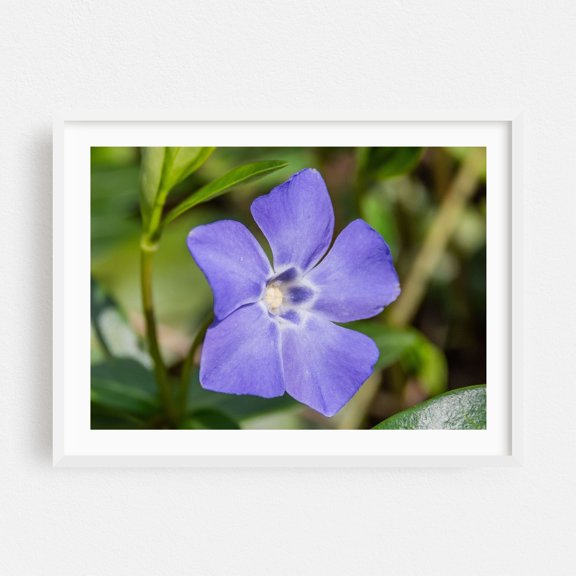 Periwinkle Bloom in the Afternoon Sun - Pennsylvania Photography Flowers Floral Nature Botanical Garden Scenic Summer White Framed Wall Art Print 9 x 12 inches