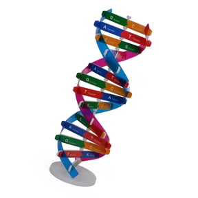 Permanent Paper Based DNA Replication Teaching Model For Biology Learners And Academic Use