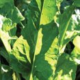 thumbnail image 1 of Perpetual Spinach Chard Seeds - 1 OZ Bulk ~1,500 Seeds - Heirloom, Open Pollinated, Non-GMO, Farm & Vegetable Gardening Seeds, 1 of 2