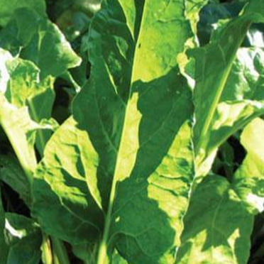 Sustainable Seed Company 100 Perpetual Spinach Chard Plant Seeds, Non-GMO