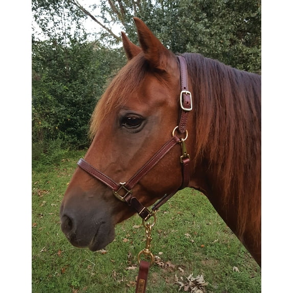 Perri's Leather Horse Halters and Leads