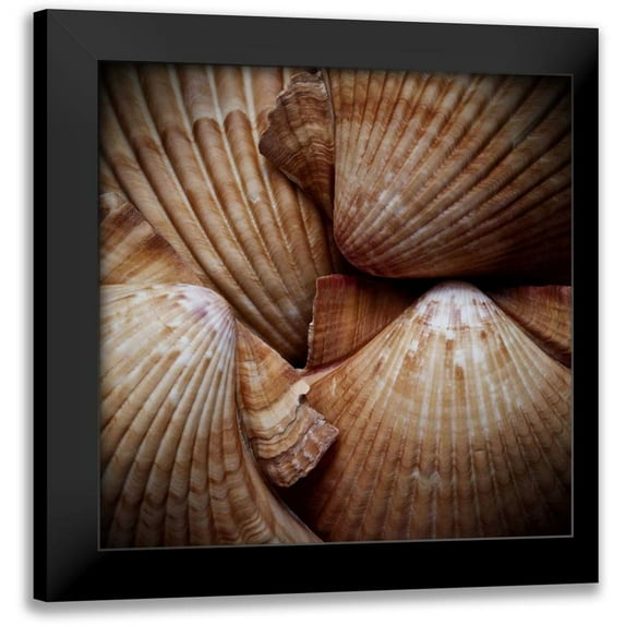 Perry, Rachel 12x12 Black Modern Framed Museum Art Print Titled - Macro Shells VI