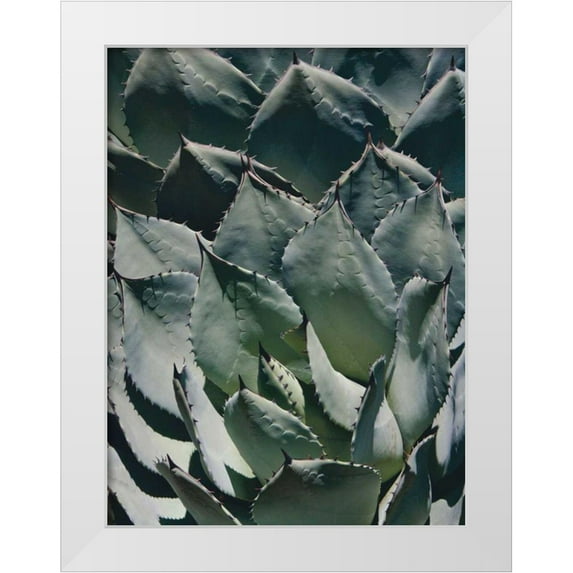 Perry, Rachel 12x14 White Modern Wood Framed Museum Art Print Titled - Agave I