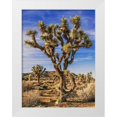 thumbnail image 1 of Perry, Rachel 12x14 White Modern Wood Framed Museum Art Print Titled - Views of Joshua Tree III, 1 of 4