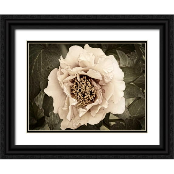 Perry, Rachel 14x12 Black Ornate Wood Framed with Double Matting Museum Art Print Titled - Golden Era Peony II