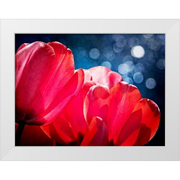 Perry, Rachel 14x12 White Modern Wood Framed Museum Art Print Titled - Fuchsia Tulips IV